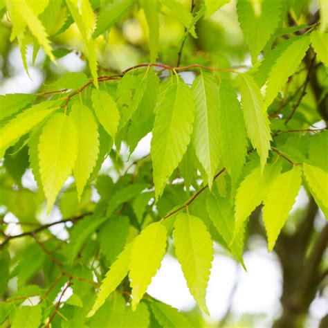 kiwi sunset zelkova|Japanese Zelkova (Zelkova serrata Kiwi Sunset)